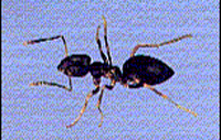 House ant